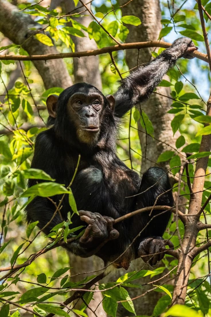 Chimp1
