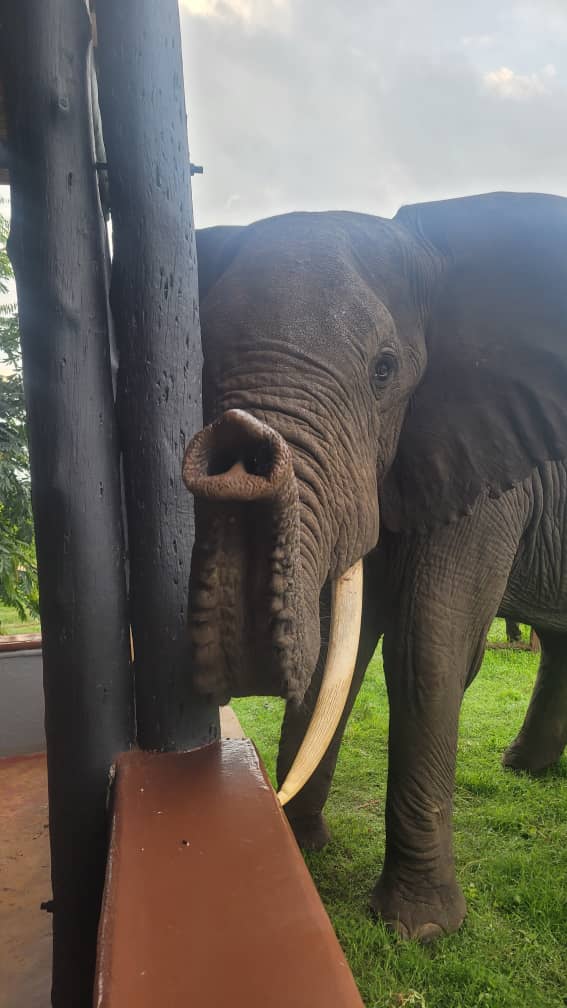 Elephant