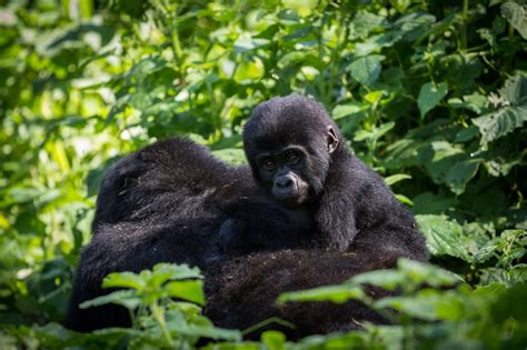 Gorilla trekking in Bwindi