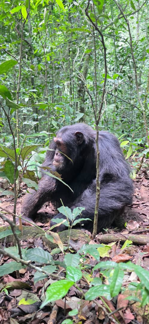 Mountain gorilla in the forest
